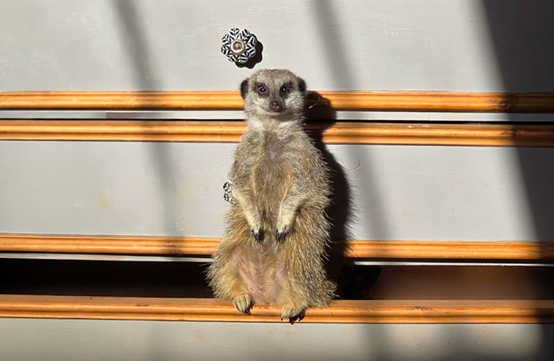 Chiku-House-Meerkat